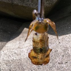 やっと釣れた(*^_^*)